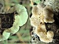Antrodia rene-hentic-amf1942
